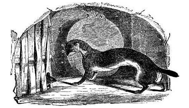 Tikus yang Rakus dan Musang