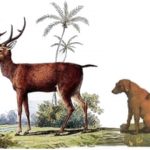 Rusa dan Anjing (Sulawesi Tengah)