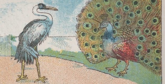Burung Merak yang Angkuh dan Bangau