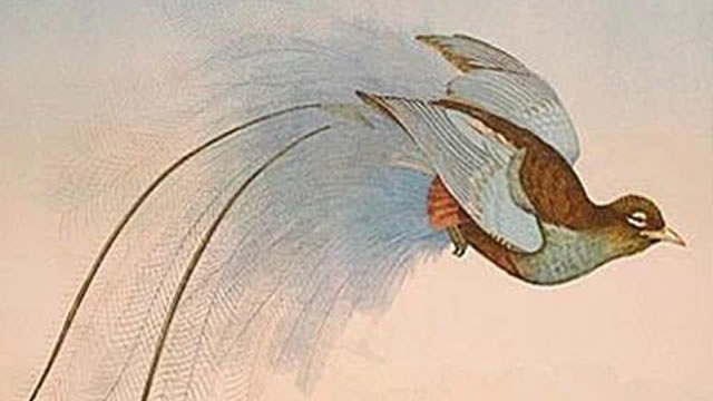 Legenda Burung Moopoo (Sulawesi Utara)