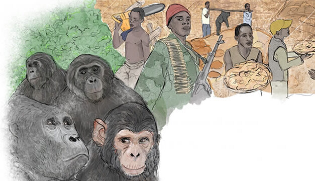 Gorila, Simpanse dan Pemburu (Kongo)
