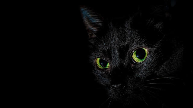 Kutukan Seekor Kucing (Afrika Selatan)