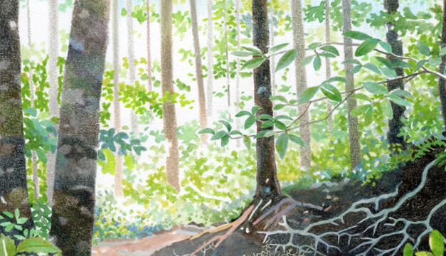 Pohon Penyerap Air Mata (Israel)